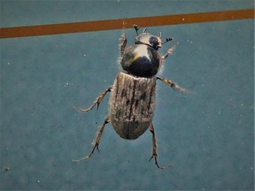 Nimbus contaminatus